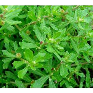 4两装新鲜鹅不食草苗食胡荽鹅不食草鹅仔不吃草200克装