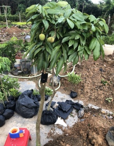 早熟三月红荔枝苗