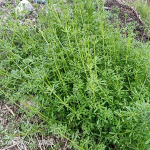 猪殃殃新鲜拉拉藤细叶茜草小锯子草爬拉殃八仙草锯耳500克