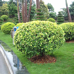 黄金榕黄心榕苗黄金榕金叶榕黄叶苗黄金榕黄金叶黄叶榕