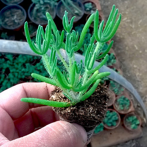 多肉植物荧光绿