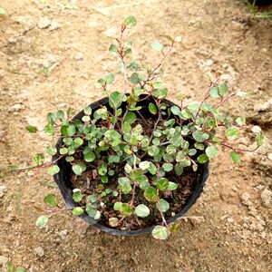 日本千叶兰霓虹苗 多年生耐寒耐阴耐热阳台盆栽 观叶垂吊绿植