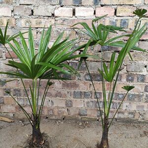 棕榈树 扇子树老人葵 蒲葵棕树苗绿化苗木庭院室外盆栽南北方种植