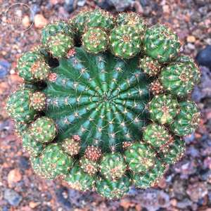 会开花的仙人球黄仙玉多肉植物桌面办公室美观易养吸甲醛花卉盆栽