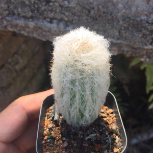 老乐柱仙人球 室内防辐射创意多肉植物盆栽 白毛球绒仙人柱仙人掌