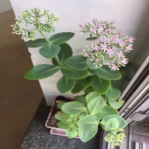 防辐射盆栽花卉八宝景天苗养心菜活血三七胡豆打不死蝎子草