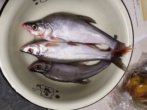 24年密山兴凯湖天然小白鱼麻鲢鱼撅嘴鱼5斤起售淡水鱼冷冻水产包