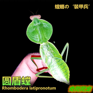 包邮圆盾螳螂活体宠物昆虫活体宠物昆虫宽菱背螳螂盾螳办公室宠物