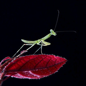 狭翅大刀螳螳螂活体宠物中华大刀螳螂宠物昆虫活体个性宠物爬虫宠