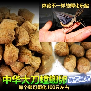 包邮 中华大刀螳螂卵夹螳螂籽螳螂蛋活体可孵化螳螂受精卵桑螵蛸