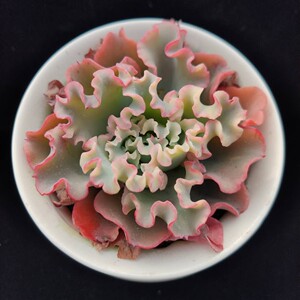 水瓶座韩国进口包菜系多肉 颜色透 慧琳的多肉植物一物一拍
