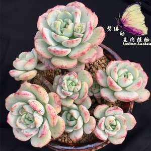 控养精品香草多肉 香草比斯多肉老桩群生一物一拍 慧琳的多肉植物