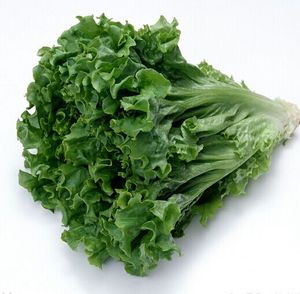 6件江浙沪皖包邮 绿珊瑚 绿叶生菜 西餐沙拉蔬菜500g 新鲜蔬菜