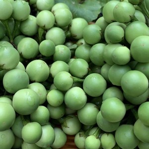 云南建水野生苦子果新鲜苦茄现摘撒苤苦水苦果油煎生食金纽扣山颠