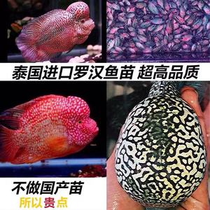 泰国进口罗汉鱼幼苗泰金红德萨金花火凤凰古典幻彩幼苗热带鱼水族