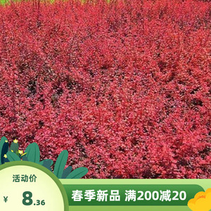 灌木红叶小波种子红叶小檗种子紫叶小檗种子绿化林木种子