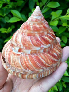 买一送小 超大10cm 天然贝壳海螺 红翁戎螺 水族鱼缸造景观 稀有