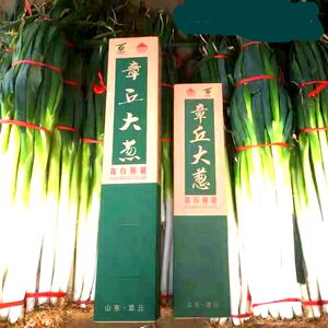 章丘大葱 葱白礼盒装6斤装礼盒 福利 团购 优惠 除偏远包邮