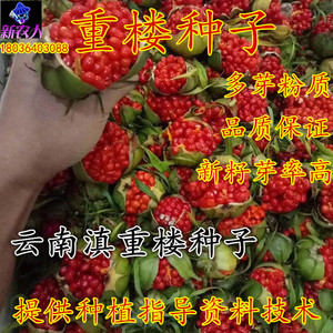 正宗云南重楼种子粉质滇楼七叶一枝花滇重楼独角莲种子中药材种子