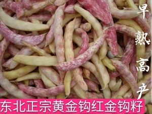 东北黄金钩红金钩油豆角种子黄豆角鼓豆面豆改良早熟散装春季秋季