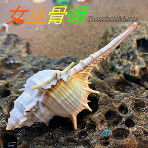 女巫骨螺