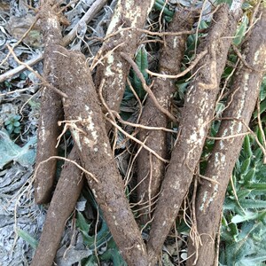 四川新鲜马刺根野生大蓟根马刺草恶鸡婆现挖现发食用野菜新鲜蔬菜