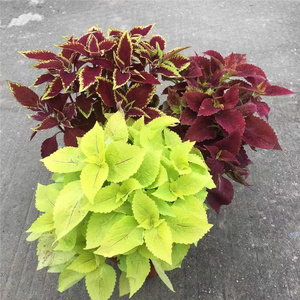 彩叶草盆栽净化空气喜阳耐晒绿植庭院阳台好养五彩苏观叶盆栽包邮