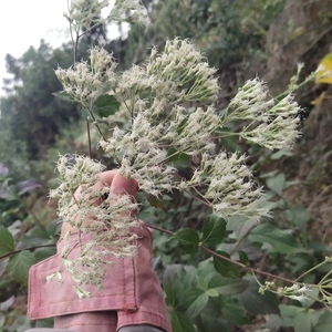 六月霜白花全草图片图片