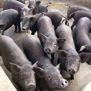 50乐牧农牧淘宝小母猪阉割架仔猪阉割保定架不锈钢阉猪器小猪绝育器