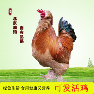 原生态放养纯种北京油鸡 活体 活苗,脱温鸡观赏公鸡活体包活到家