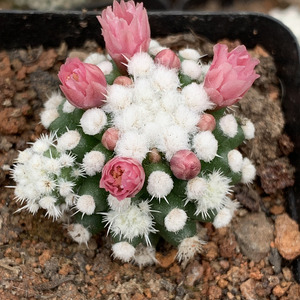 902人付款天猫明日香姬多肉植物组合盆栽仙人球室内开花肉肉办公仙人