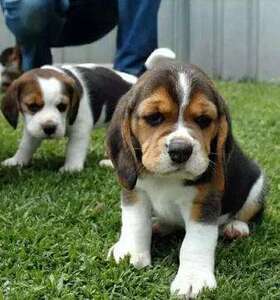 【成都比格犬】成都比格犬品牌,价格 - 阿里巴巴