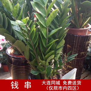 钱串大连绿植室内盆栽花卉植物 金钱树 摇钱树 钱串树限市内配送