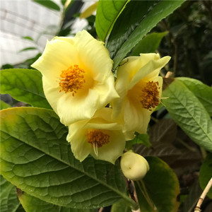 黄樽金花茶树苗盆栽植凹脉金花黄抱茎金花茶盆栽 防城金花茶名贵