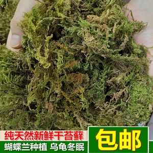 天然干苔藓青苔蝴蝶兰花石斛育苗种植营养土水苔乌龟冬眠垫材椰土