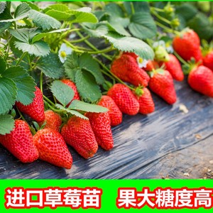 草莓苗四季结果盆栽四季栽植奶油红颜章姬种苗家庭阳台南北方种植