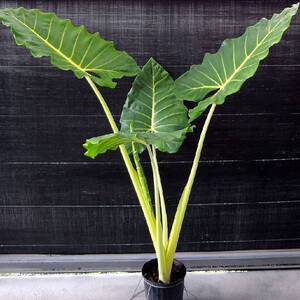 波尔图巨浪海芋 alocasia portora 网红室内绿植