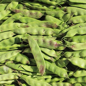 5件包邮 紫花油豆角 现摘