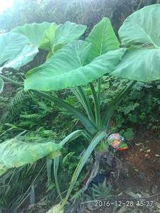 观叶植物大青芋 青梗芋 青野芋 多年生 四季可种