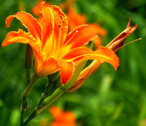 观赏金针花苗 针菜花 黄花菜 花朵橘红色 花晒干煮熟可以吃