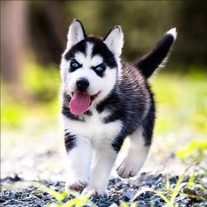 哈士奇幼犬纯种哈士奇犬宠物狗狗活体三火蓝色眼睛二哈三傻雪橇犬