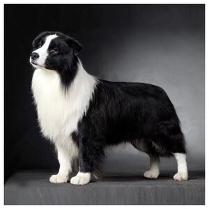 边牧犬幼犬纯种边境牧羊犬幼崽高智商聪明狗狗黑白色陨石边牧幼犬