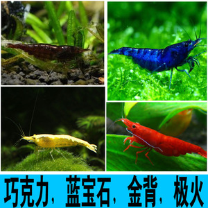 极火虾黄金背蓝宝石巧克力虾鱼缸水族箱水草缸除藻观赏虾宠物活体