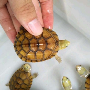 黄喉拟水龟小青龟苗龟直播专用链接(多少钱拍多少份,闲拍无效)