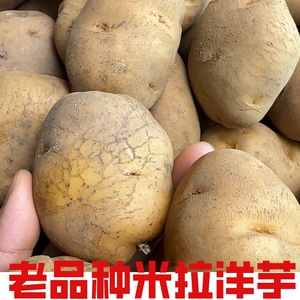 云南镇雄高山本地米拉洋芋_阿里巴巴找货神器