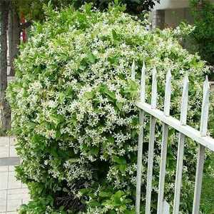四季不落叶爬藤植物络石藤大苗攀爬盆栽金银丝风车茉莉花苗浓芳香