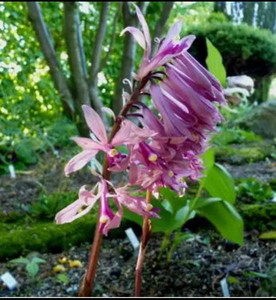 毛慈菇冰球子杜鹃兰苗阳台窗台庭院盆栽观赏花卉耐寒好养活满包邮
