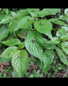 青荚叶大部参叶上珠小通草叶上花苗阳台庭院盆栽观赏花卉绿植包邮