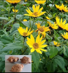 菊芋洋姜毛头洋芋鬼子姜苗庭院盆栽园林绿化治沙开花植物满38包邮