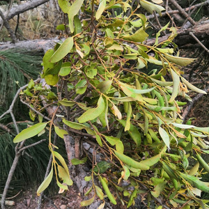 云南山区农村松树寄生草野生寄生茶云南松马尾松寄生现采新鲜包邮